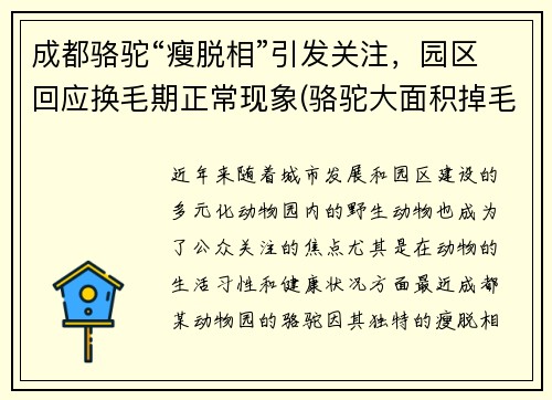 成都骆驼“瘦脱相”引发关注，园区回应换毛期正常现象(骆驼大面积掉毛)